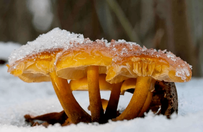 Winterpaddestoelen
